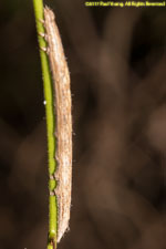 caterpillar